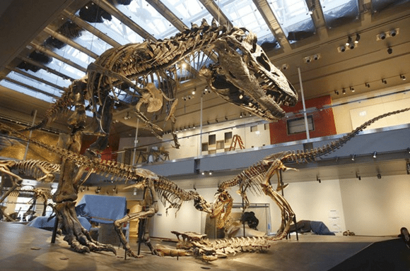 MATT construction Natural History Museum Los Angeles Interior Dinosaur Display
