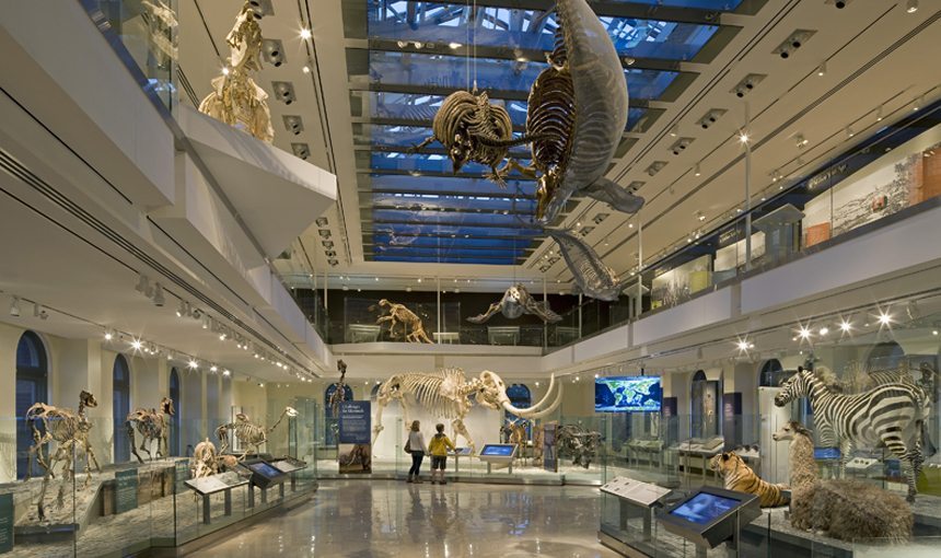 MATT construction Natural History Museum Los Angeles Interior Corridor Gallery